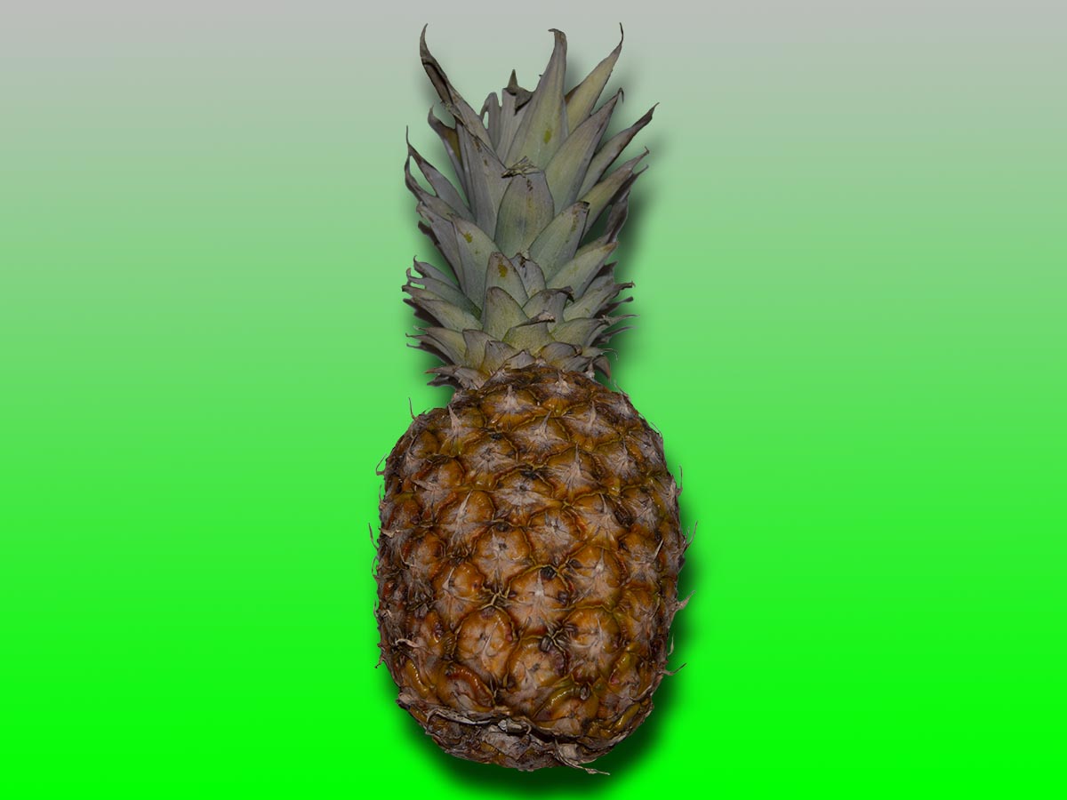 Ananas comosus